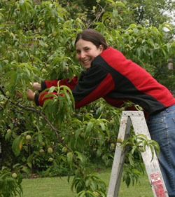 Bri picking peaches