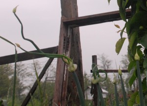 Walking Onions on a rainy day. Photo by Katherine.