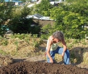 Up on the Roof Planting