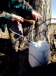 Tapping maple trees for sap to make into syrup. Yum. Photo by SunGee.