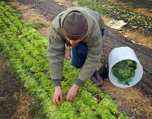 Despite wintry weather, Dan already gathered his third harvest of greens this week from his "high tunnel" greenhouse at Dancing Rabbit. Photo by Dennis.