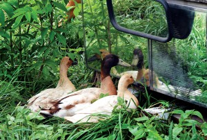 The ducks take a gander at themselves in Aubergine's front lawn. Photo by Katherine.