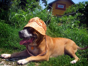 Henry keeps cool during the dog days of summer. Photo by Katherine.