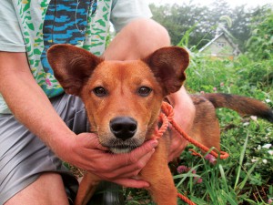 A foxy little pup in need of a loving home. Photo by Julie.