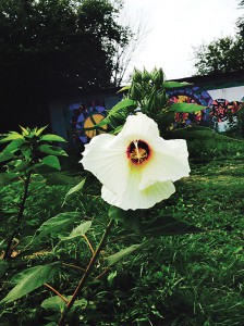A blossom in our rain garden. Photo by SunGee.