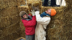 Rae and Ted lend a hand at a strawbale-raising party at neighboring Red Earth Farms. Photo by Illly.