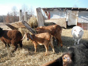 Critter goats in the barnyard.
