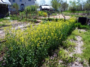 Flowering canola, the following May. Photo by Dan.