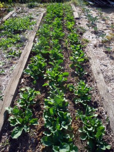 Canola plants in the fall garden bed. Photo by Dan.
