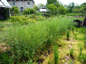 Canola seed pods replace the flowers. Photo by Dan.