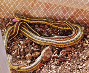 Red-sided gartersnakes enjoying more than the passive solar heat in the greenhouse. Photo by Stephanie.