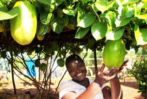 Shupie's abundance includes this big hanging fruit called a "papadilla" — a cross between a papaya and a granadilla! Photo by Sharon.