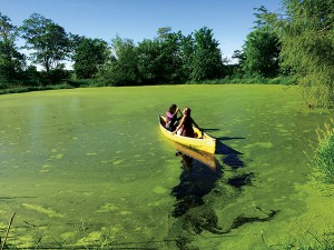 Another old way: Harvesting duck weed from the pond instead of purchasing or growing more feed for the birds. Photo by Nik.