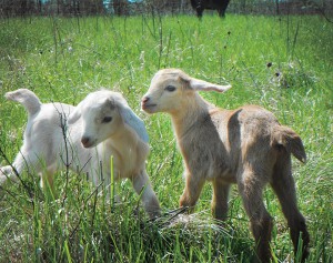 Some of the cutest kids in the village, tentatively named Cream and Sugar, were born last week. Photo by Ben.
