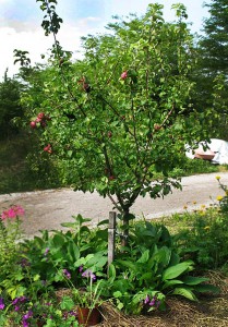 Why, it's a perennial polyculture of multipurpose plants! An apple tree, comfrey, milkweed and more! Photo by Dennis.