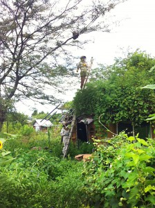 Eager beekeepers Illly and Rae in the process of finding a new home for this swarm. Photo by Ted.
