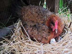 Mama hen and her new chick. Photo by Ted.