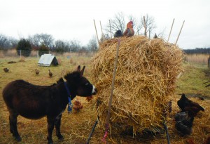 Donkey looks pretty darn adorable no matter how gloomy the weather gets... Photo by Ben.