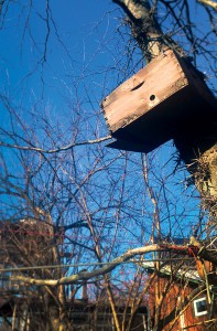A bat house outside Mirth Lodge. Bats typically only have one offspring per year, so populations can be slow to grow. Bat houses give females a safe, warm place to raise their young. Photo by Nik.