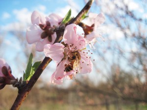 Just some of the many peach blossoms currently gracing our lives. Photo by Ted.