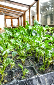Who knows what the fate of these cute baby kale plants will be? Photo by Javi.