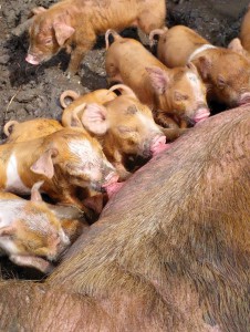 Happy hungry baby piggies! Photo by Ben.