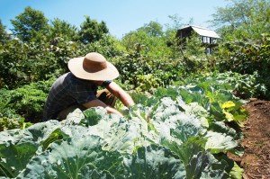 Aaron harvesting the first heads of cabbage for the season. Thomas's hand-hewn work shed stands in the background. Photo by Rae.