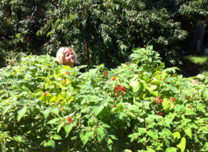 Where's Aurelia? The sea of runner beans and ground cherries with the peach tree in the background. Photo by Ted.