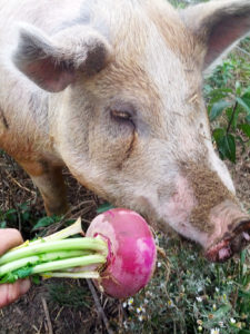 Esmerelda the pig tries to get excited about a turnip. Photo by Ben.