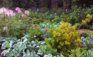 Unseasonably lovely garden refreshed by rain. Photo by Cob.