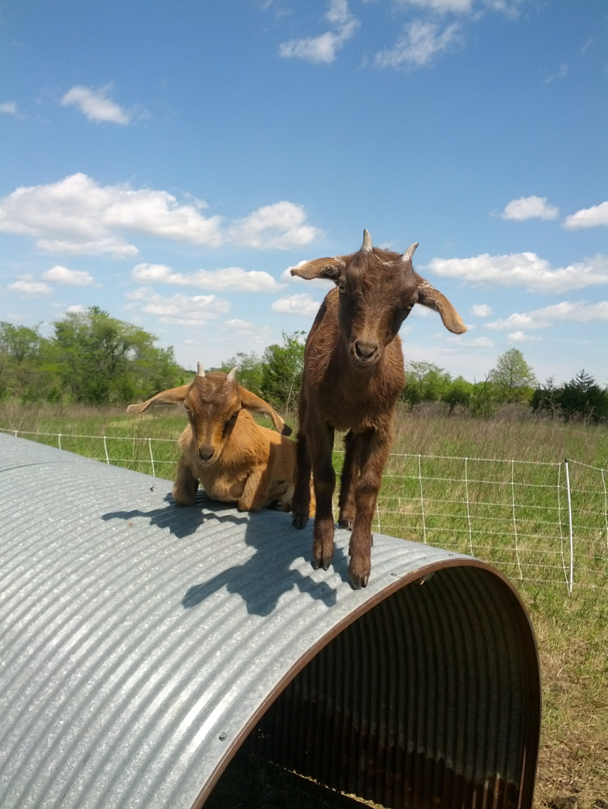 Help these cuties get a shelter upgrade while learning new skills at Dancing Rabbit! Photo by Mae.
