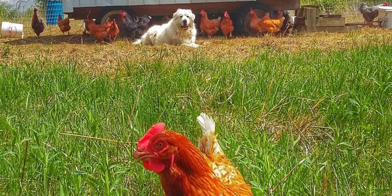 Chores and Chiggers: A Dancing Rabbit Update