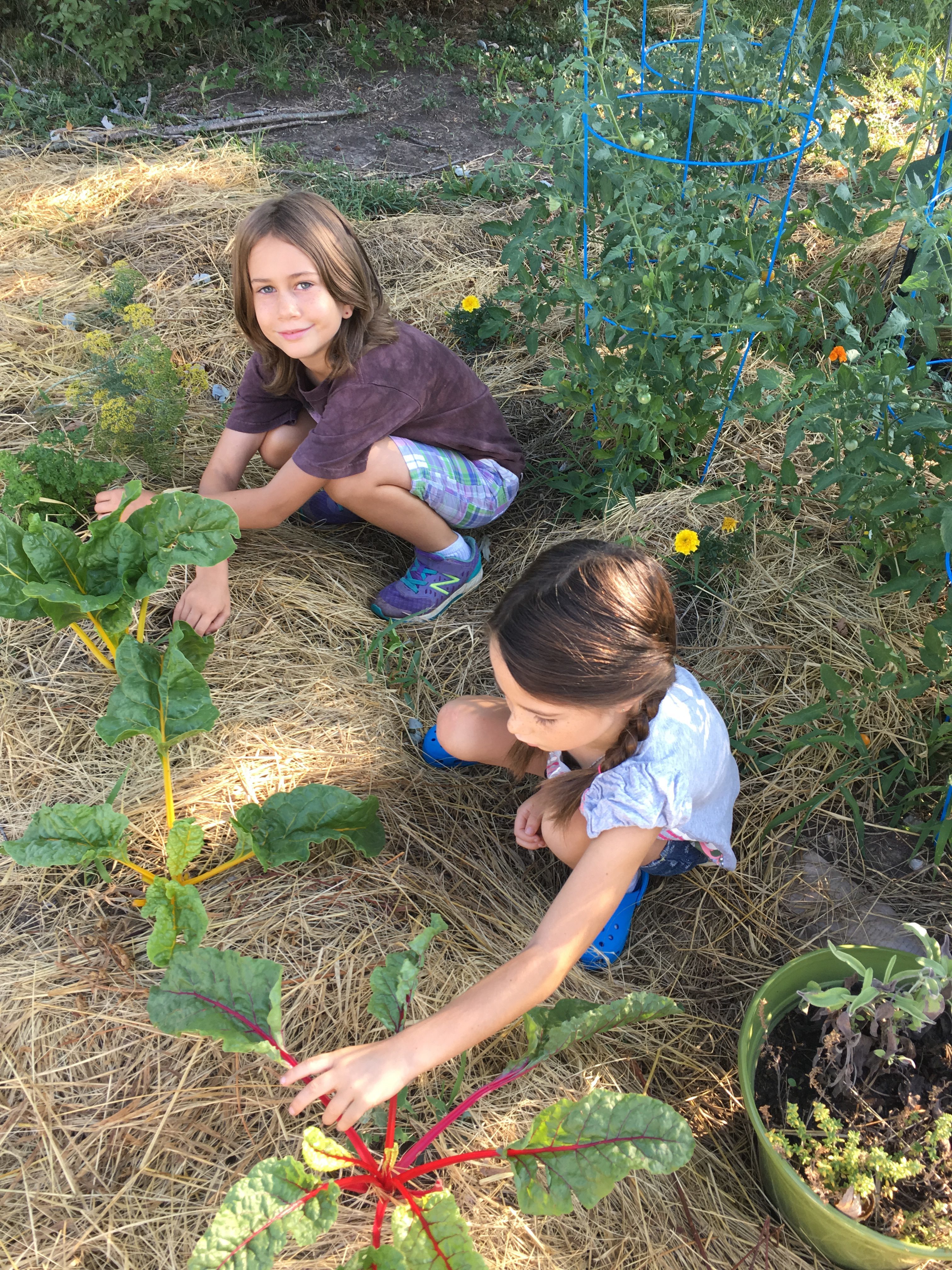Collaboration Is the Key: A Dancing Rabbit Update
