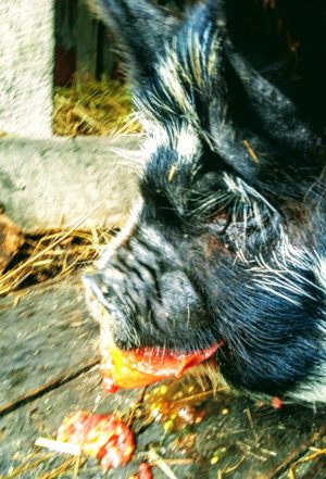 Tomato eating a tomato. Photo by Ben.