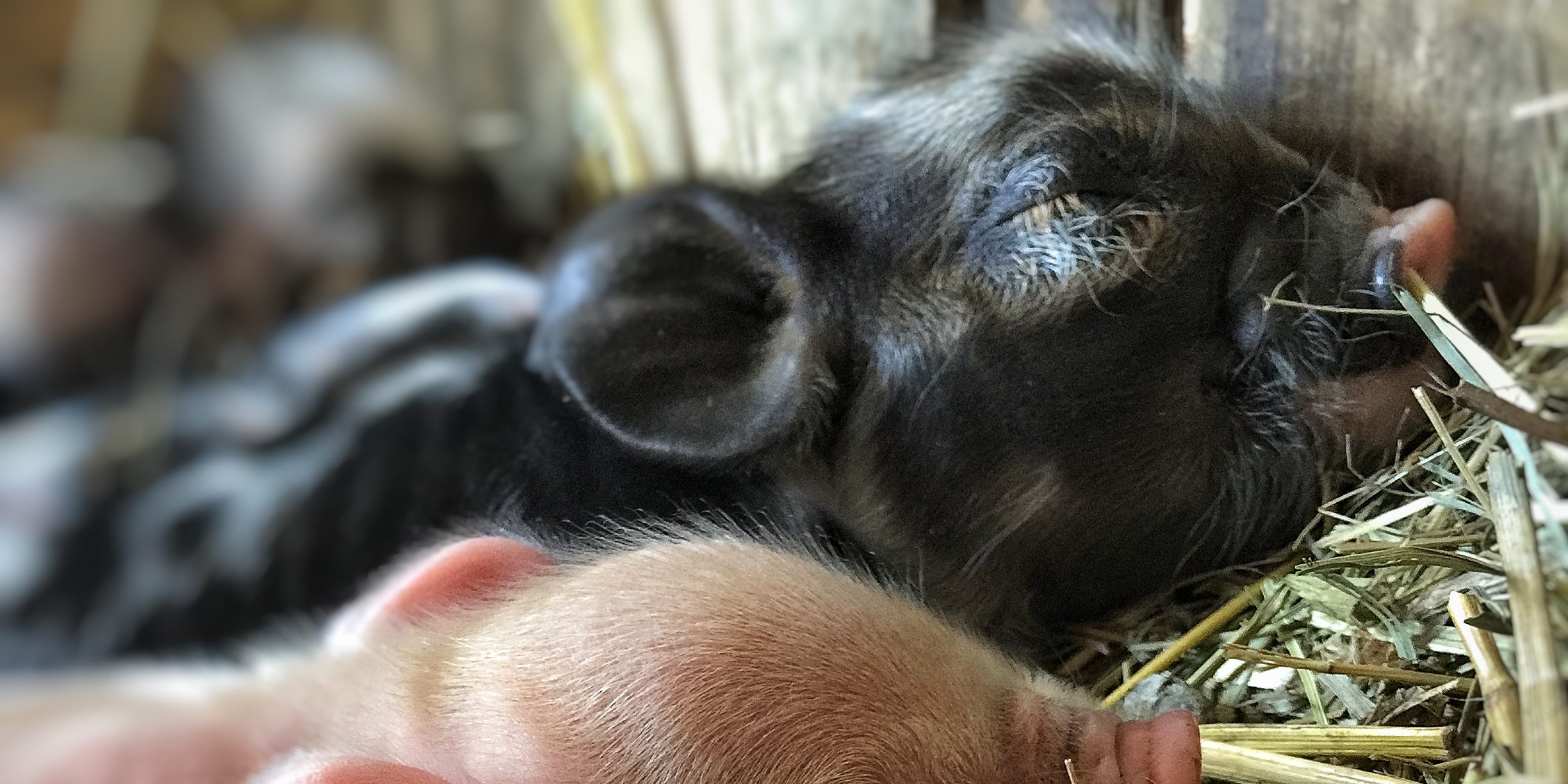 Seven Plump Piglets and Bioluminescent Fungi: A Dancing Rabbit Update