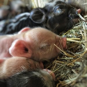 4 out of the 7 Plump Piglets. Photo by Javi.
