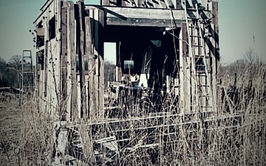 Doing Good As A Pessimist: A Dancing Rabbit Update