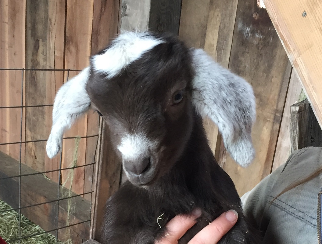 Mud, Muskrats and Merrymaking: A Dancing Rabbit Update