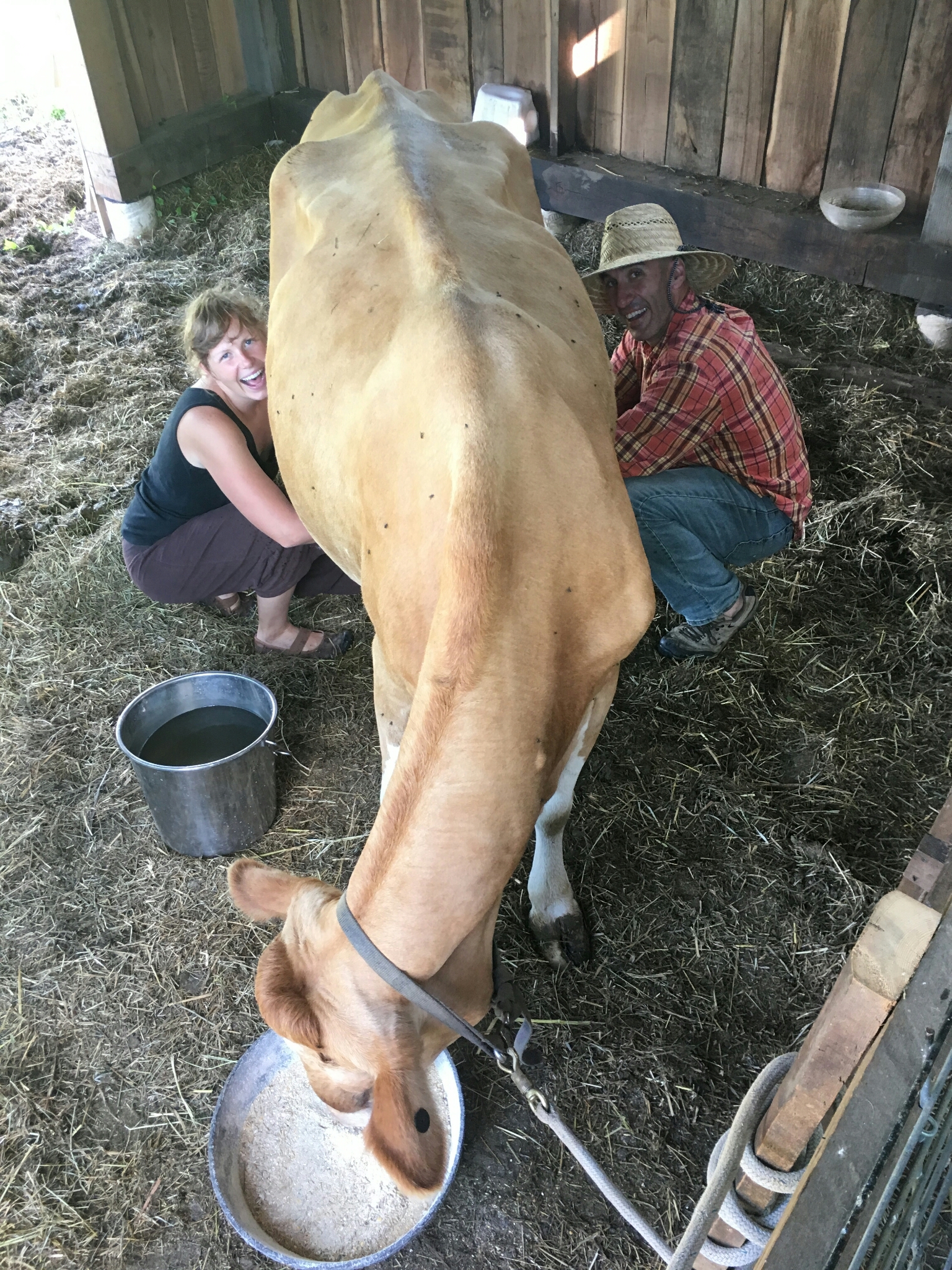Harvest Time: A Dancing Rabbit Update