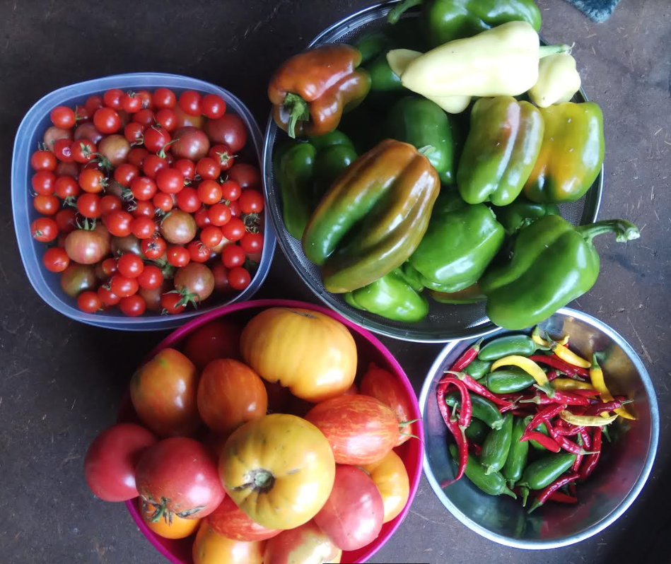 veg veg