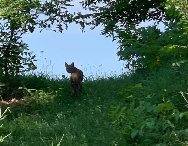 A wild bobcat Shelby encountered while out for a walk