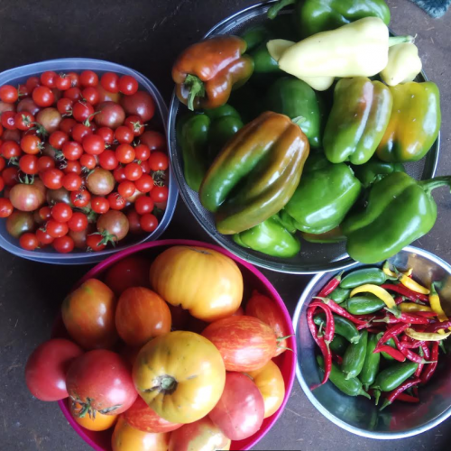 veg veg